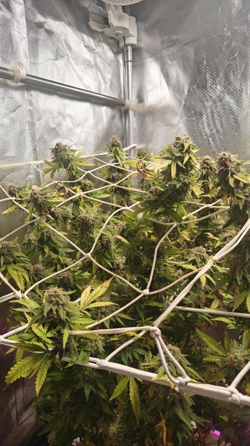 Bagseed bushes. Week 25