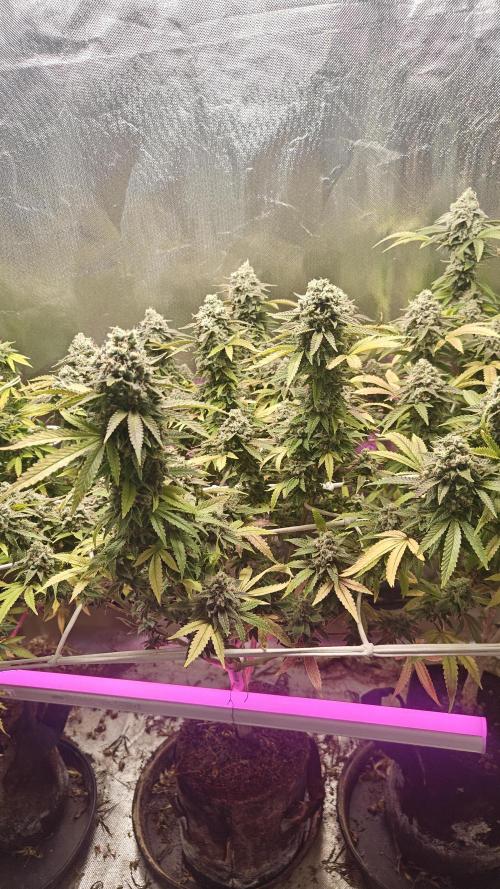 Bagseed bushes. Week 25