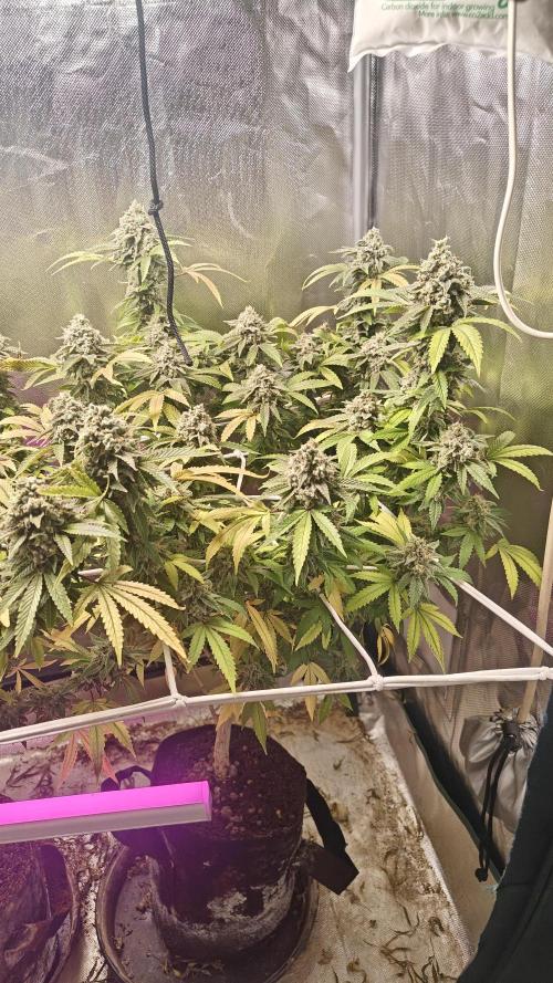 Bagseed bushes. Week 25