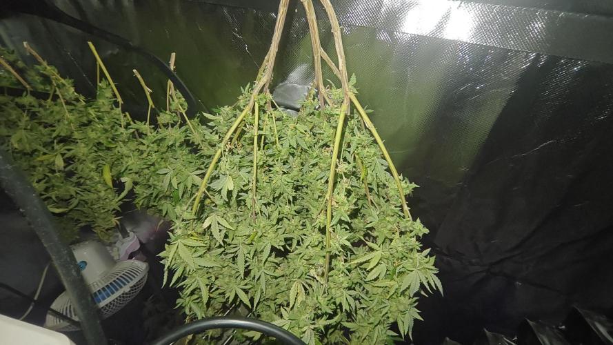 Bagseed bushes. Week 26