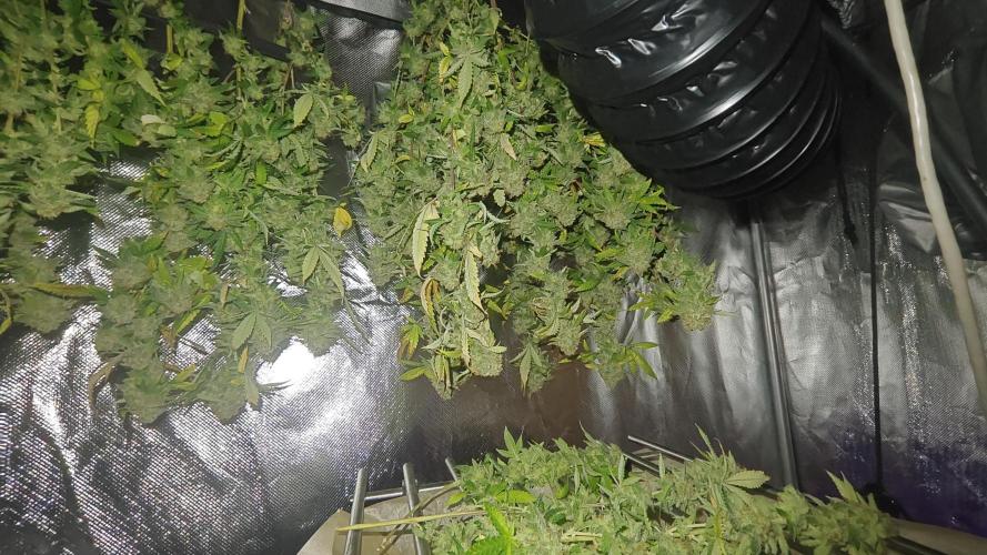 Bagseed bushes. Week 26