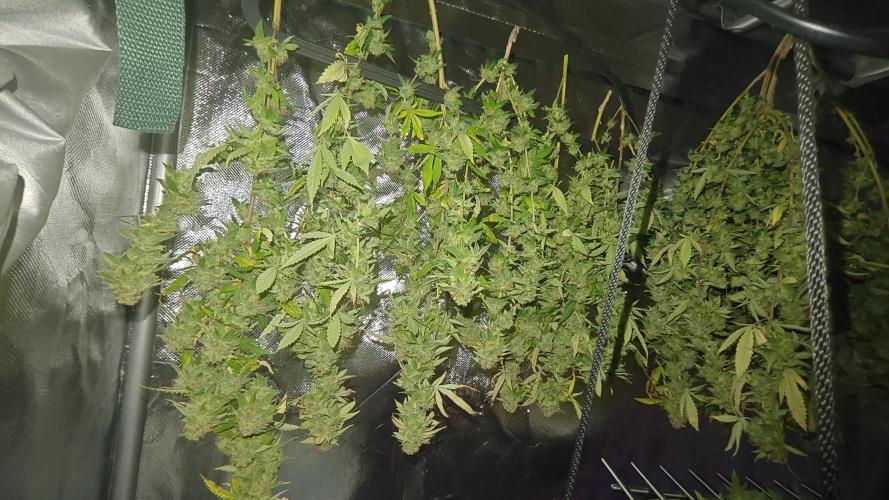 Bagseed bushes. Week 26