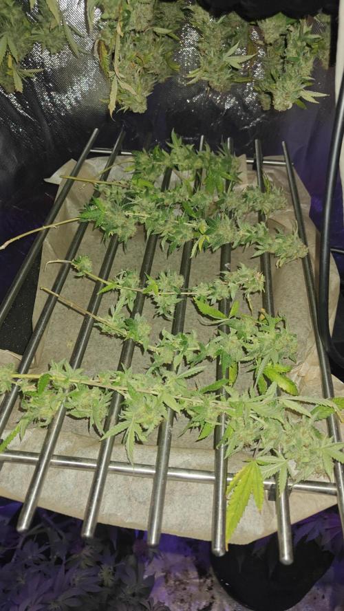 Bagseed bushes. Week 26