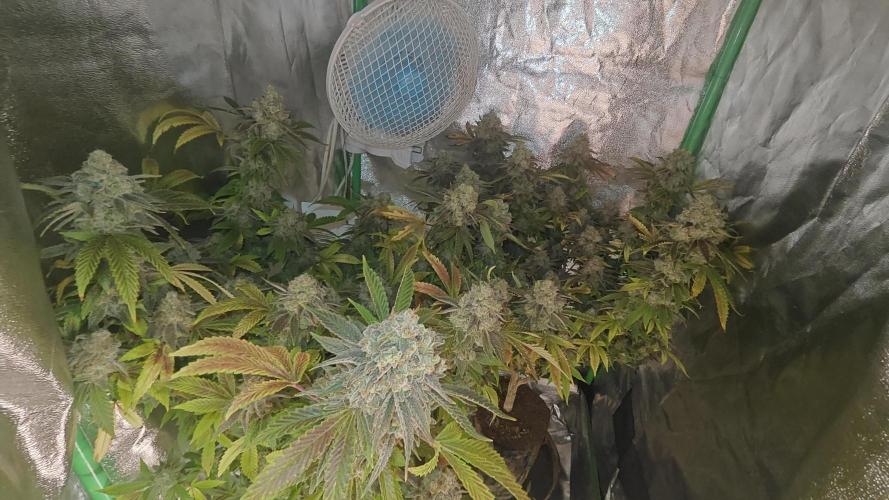 Bagseed bushes. Week 26