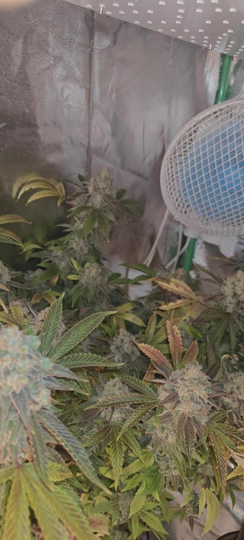 Bagseed bushes. Week 26