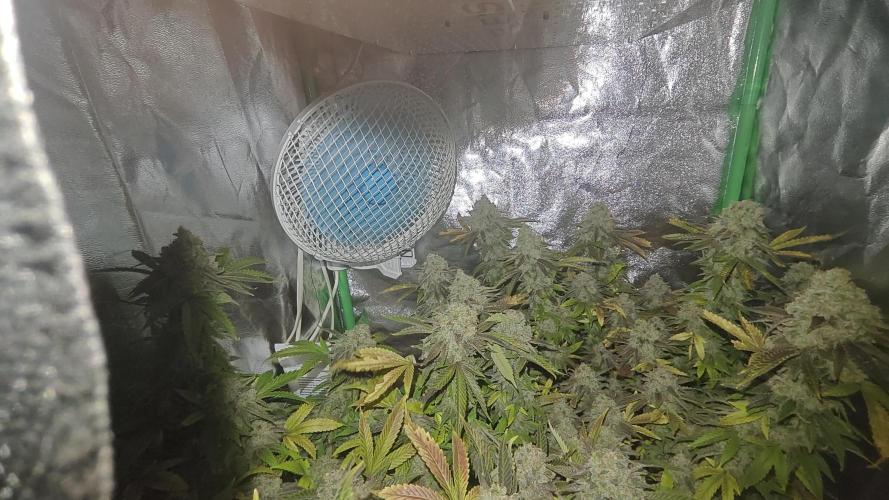 Bagseed bushes. Week 26