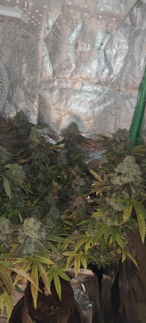 Bagseed bushes. Week 26