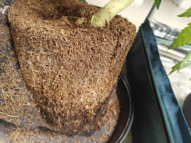 Laughing Buddha #2. Week 10 - Lb1 Roots after 8l pot