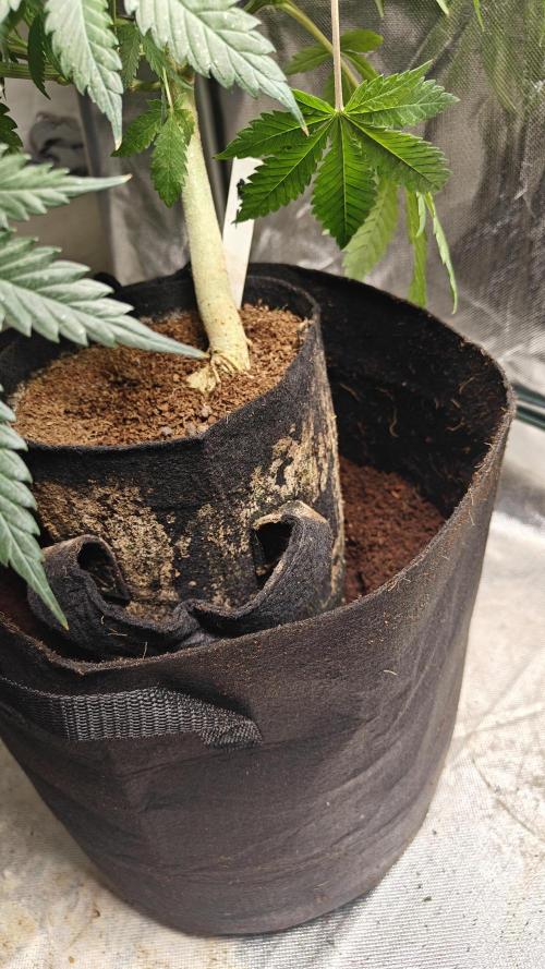 Laughing Buddha #2. Week 10 - Comparison 8l-20l