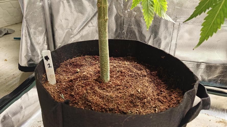 Laughing Buddha #2. Week 10 - Lb2 after transplant 