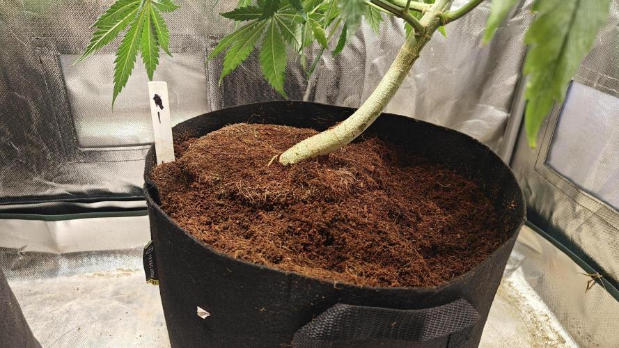 Laughing Buddha #2. Week 10 - Lb1 after transplant