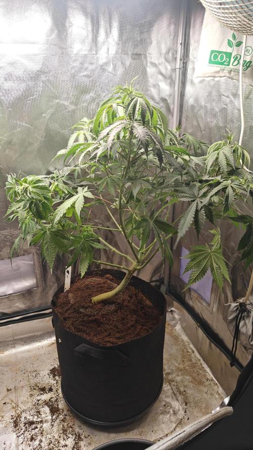 Laughing Buddha #2. Week 10 - Lb1 after Defoliation