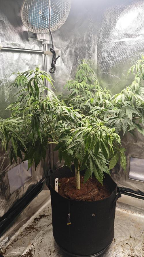 Laughing Buddha #2. Week 10 - Lb2 after Defoliation and LST