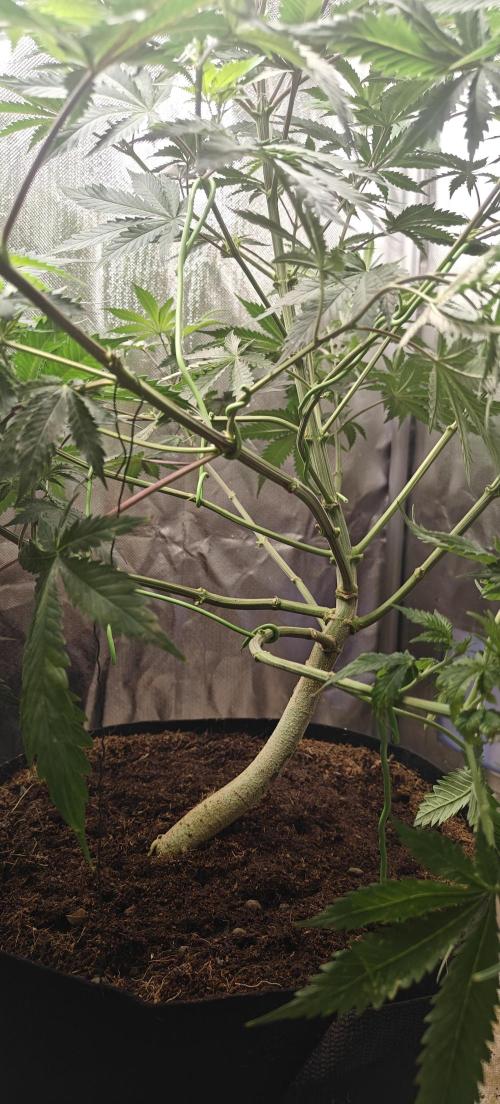 Laughing Buddha #2. Week 10 - LB1 Bended branches