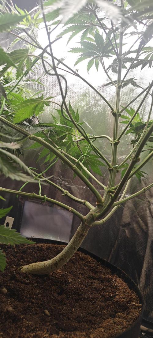 Laughing Buddha #2. Week 10 - LB1 Tied branches