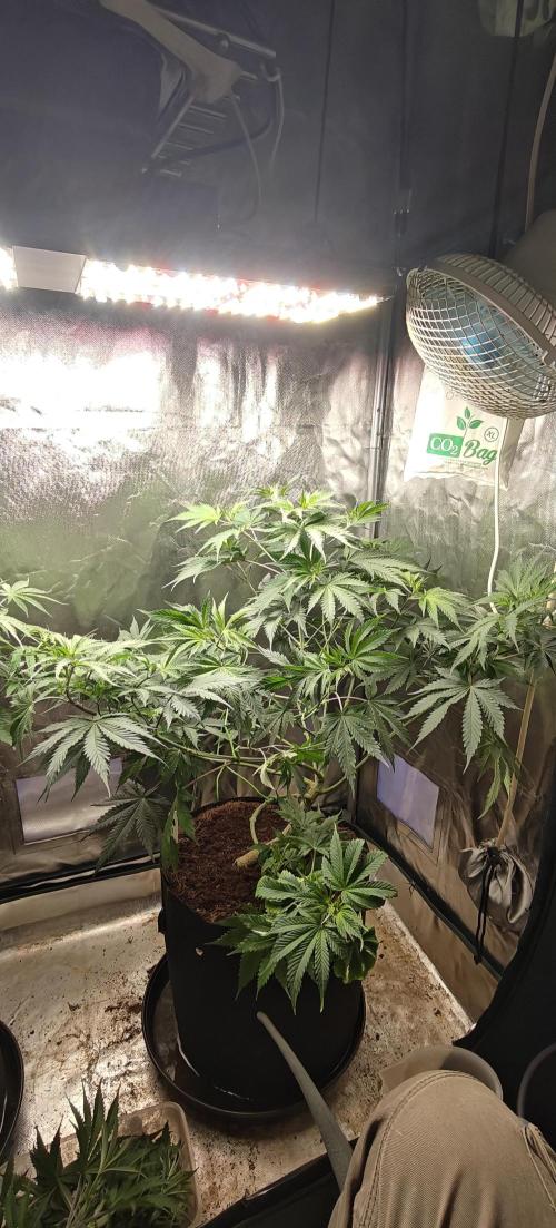 Laughing Buddha #2. Week 10 - LB1 after LST