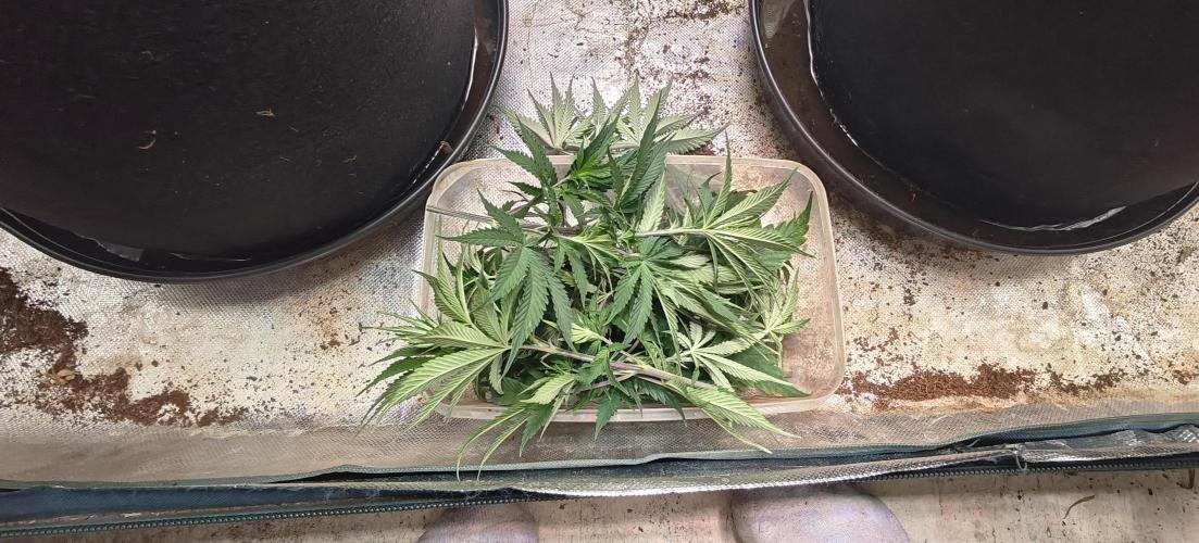Laughing Buddha #2. Week 10 - All the tops that got cut