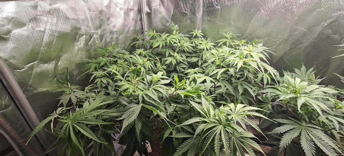Laughing Buddha #2. Week 10 - LB2 topped