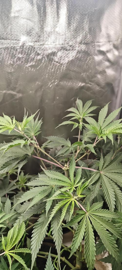 Laughing Buddha #2. Week 10 - LB1 Topped
