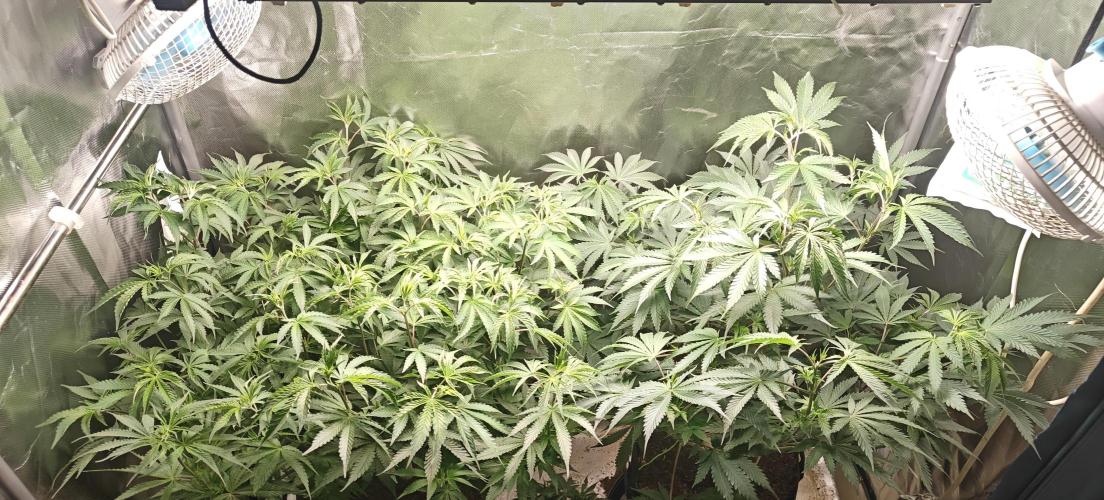 Laughing Buddha #2. Week 11 - Topside looks great at the end of w10