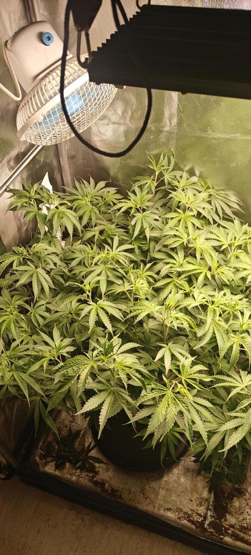 Laughing Buddha #2. Week 11 - Lb2 W10D7
