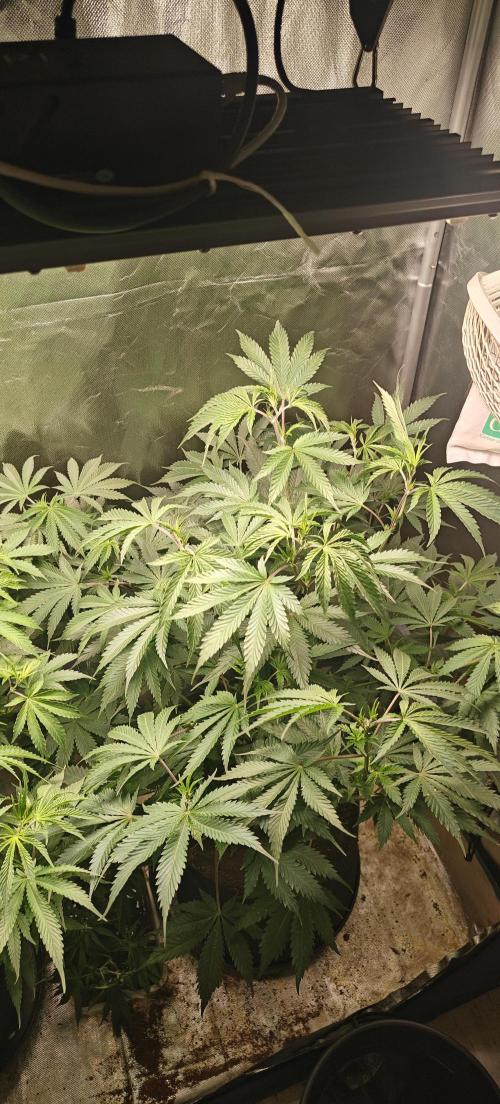 Laughing Buddha #2. Week 11 - Lb1 W10D7