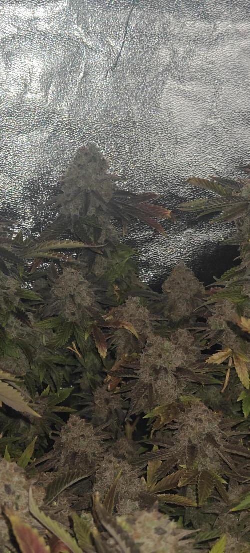 Bagseed bushes. Week 27