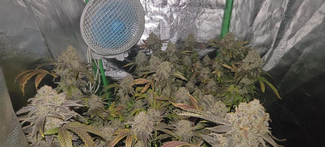 Bagseed bushes. Week 27