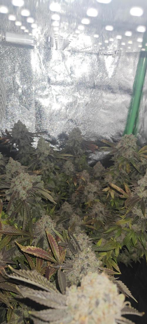 Bagseed bushes. Week 27