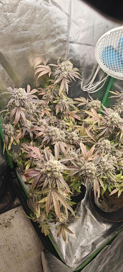 Bagseed bushes. Week 28