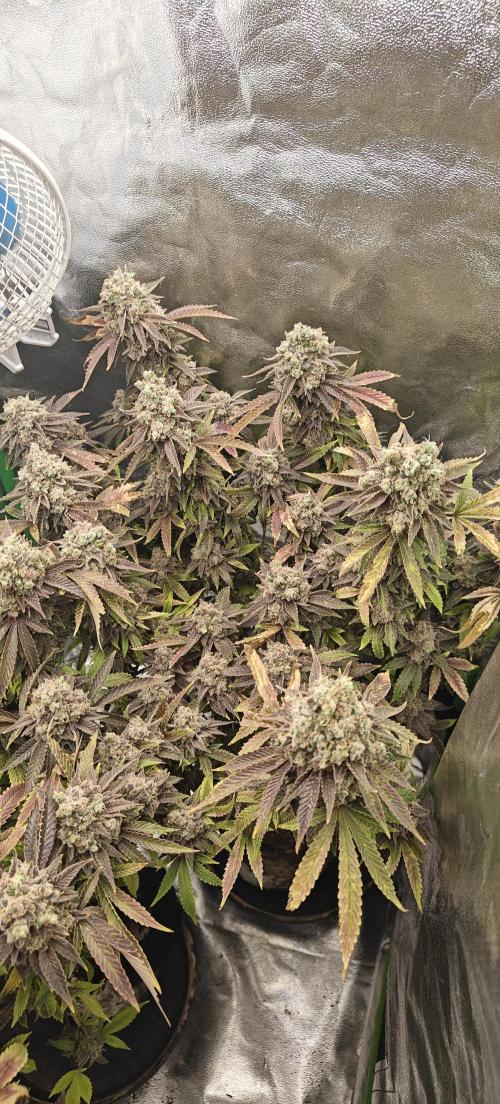 Bagseed bushes. Week 28