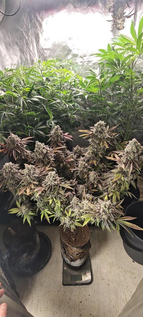 Bagseed bushes. Week 28