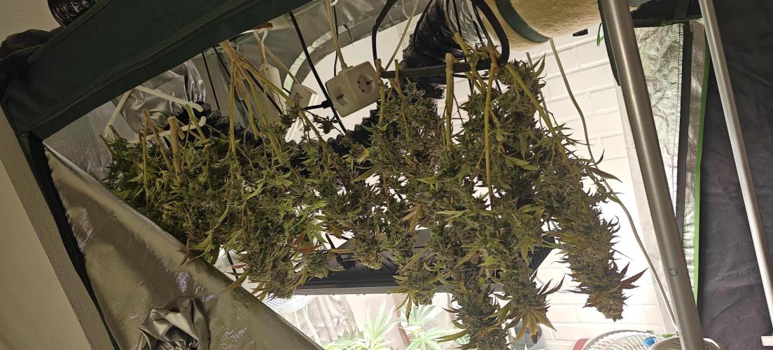 Bagseed bushes. Week 28