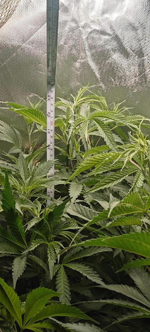 Laughing Buddha #2. Week 12 - Tallest top is around 85cm from the pot