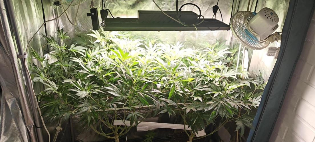 Laughing Buddha #2. Week 12 - Before 2nd light