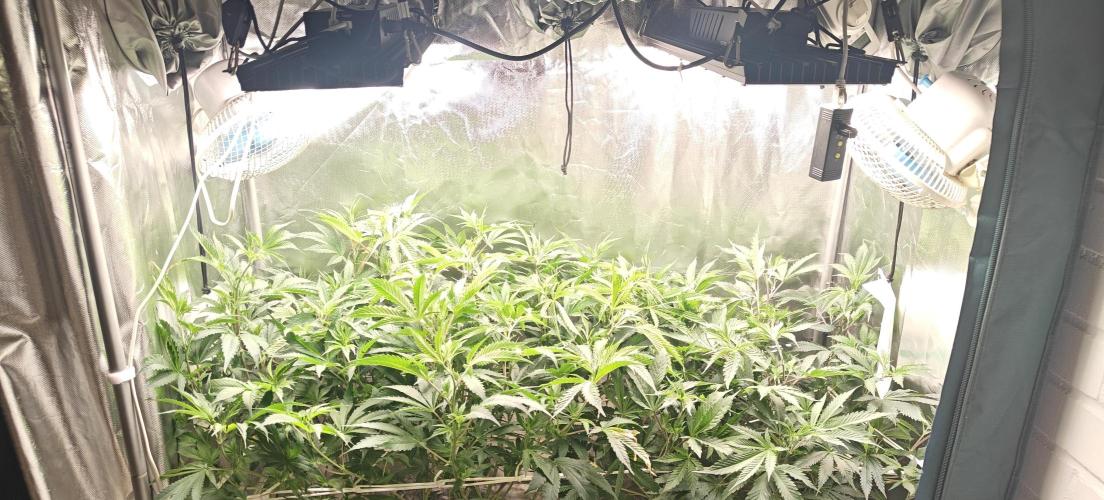Laughing Buddha. Week 12