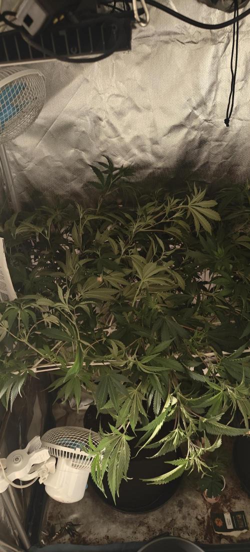 Laughing Buddha #2. Week 12 - Bended all the tops to see where to cut