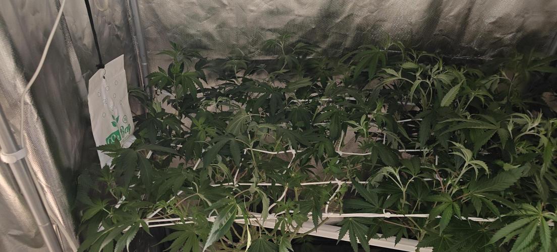 Laughing Buddha #2. Week 12 - after huge topping