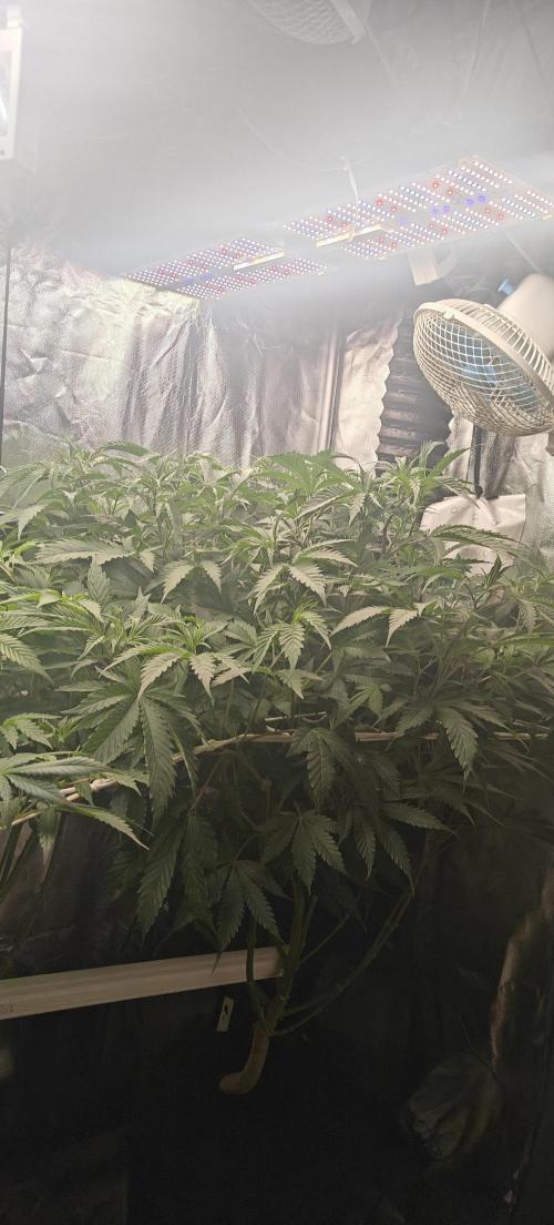 Laughing Buddha #2. Week 12