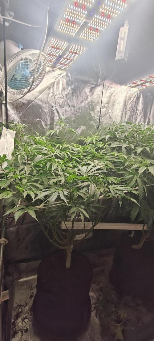 Laughing Buddha. Week 12
