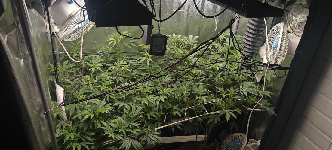 Laughing Buddha #2. Week 13 - Happy buddhas going to flower.