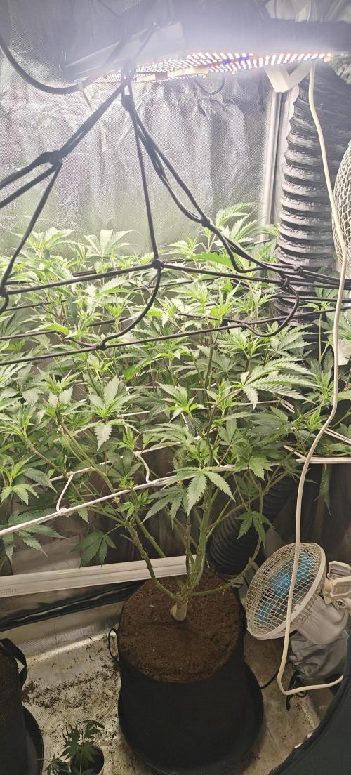 Laughing Buddha #2. Week 13 - LB1 is now taller and stronger looking