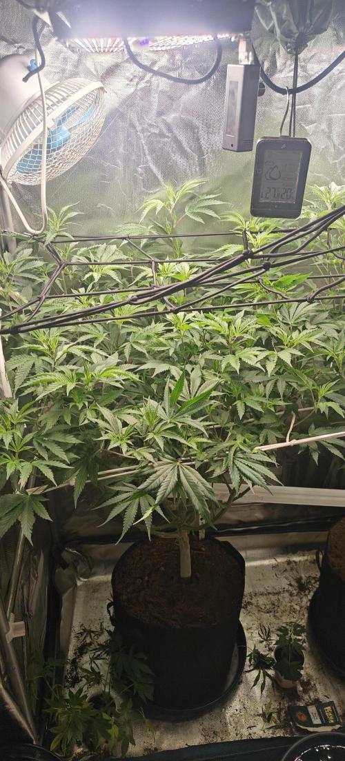 Laughing Buddha. Week 13
