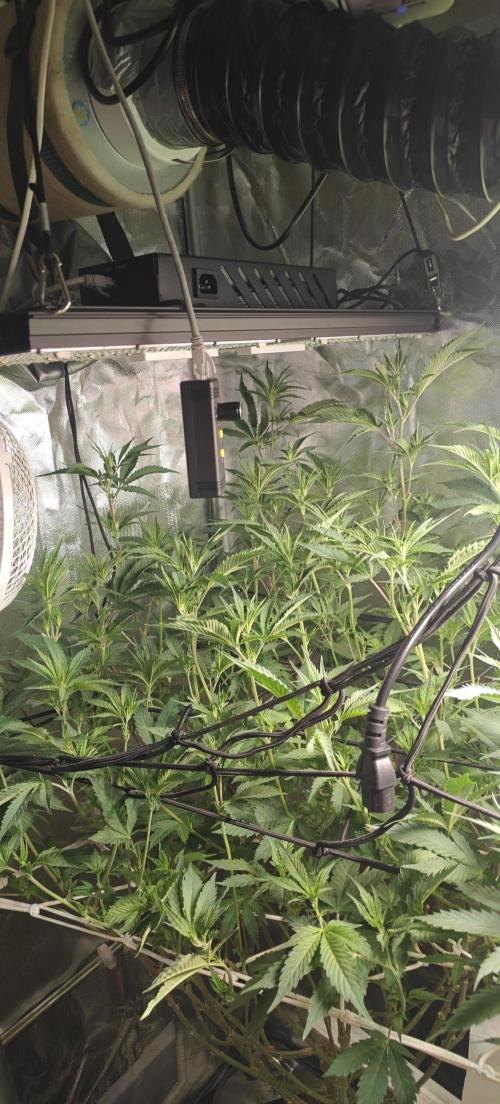 Laughing Buddha #2. Week 14 - Lb2 tallest top is over 1m