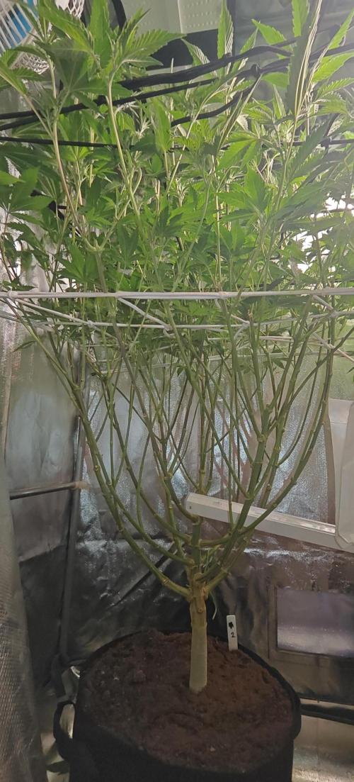 Laughing Buddha #2. Week 14 - Bottomside of LB2