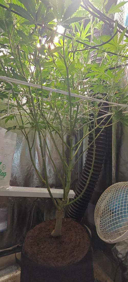 Laughing Buddha #2. Week 14 - Bottomside of LB1