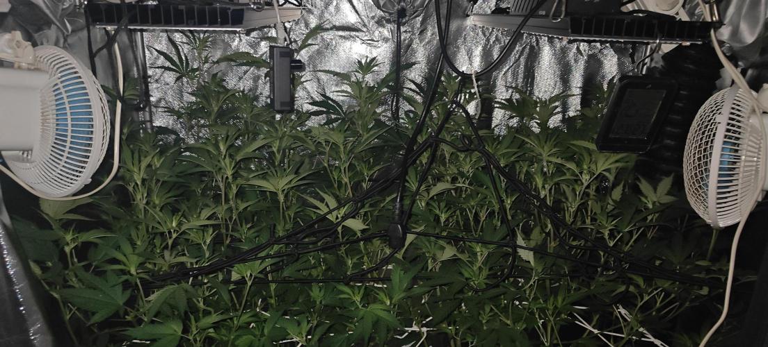Laughing Buddha. Week 14