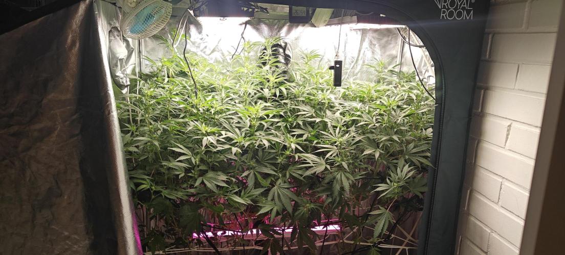 Laughing Buddha #2. Week 15 - topside 