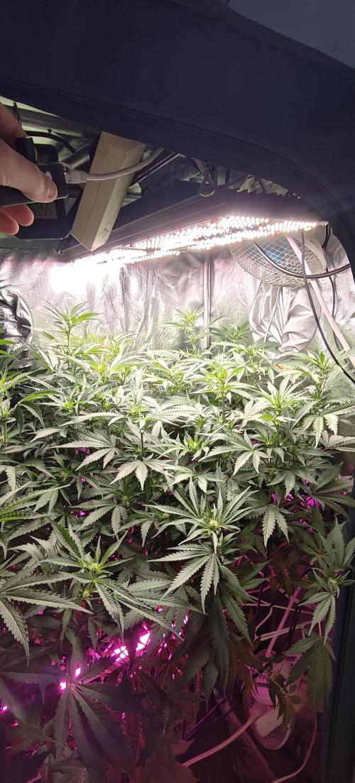 Laughing Buddha #2. Week 15