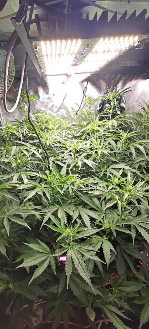 Laughing Buddha. Week 15